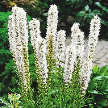 Лиатрис Liatris spicata ‘Floristan Weiss’